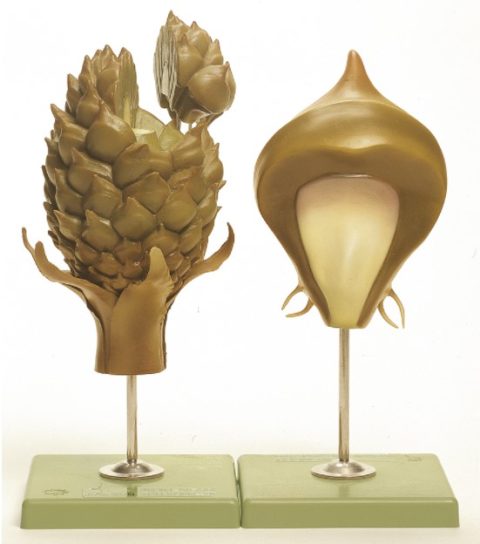 Dennenappel Model, vrouwelijk