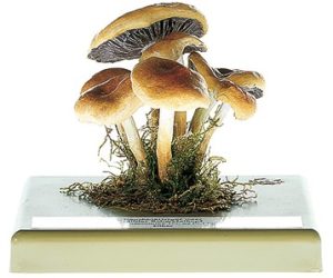 Dennenzwavelkop