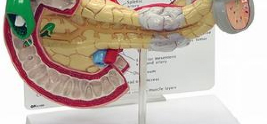 Over anatomieshop.nl
