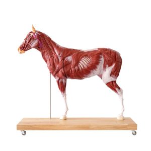 Didactisch Paard Model, 16-delig
