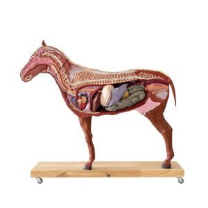 Didactisch Paard Model, 16-delig