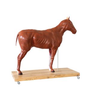 Didactisch Paard Model, 16-delig