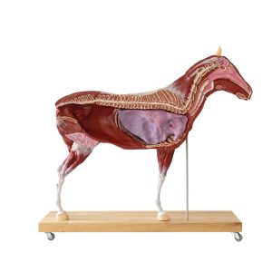 Didactisch Paard Model, 16-delig