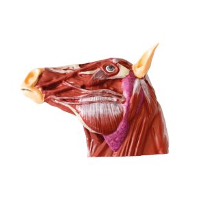 Didactisch Paard Model, 16-delig