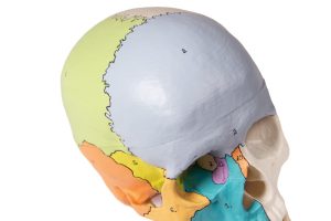 Didactisch Schedelmodel, 3-delig