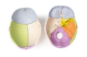 Didactisch Schedelmodel, 3-delig