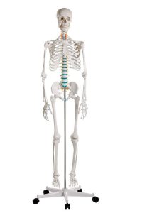 Didactisch Skeletmodel Oscar