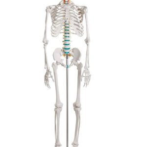 Didactisch Skeletmodel Oscar