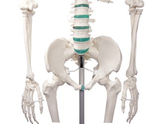 Didactisch Skeletmodel Oscar