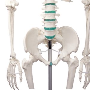 Didactisch Skeletmodel Oscar