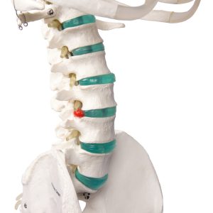 Didactisch Skeletmodel Oscar