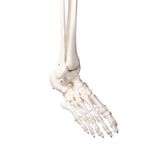Didactisch Skeletmodel Oscar