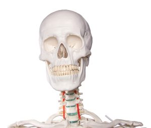 Didactisch Skeletmodel Oscar