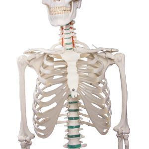 Didactisch Skeletmodel Oscar