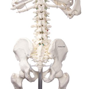 Didactisch Skeletmodel Oscar
