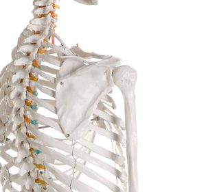 Didactisch Skeletmodel Oscar