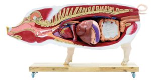 Didactisch Varken Model, 20-delig