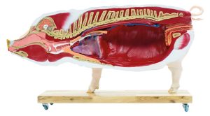 Didactisch Varken Model, 20-delig