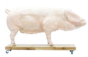 Didactisch Varken Model, 20-delig