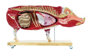 Didactisch Varken Model, 20-delig