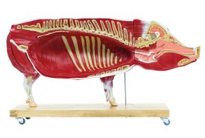 Didactisch Varken Model, 20-delig