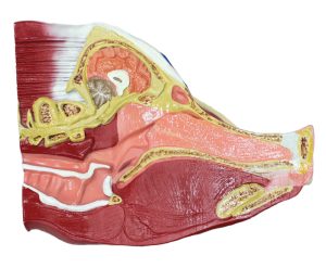Didactisch Varken Model, 20-delig