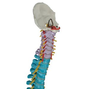 Didactische Flexibele Wervelkolom