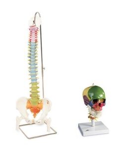 Didactische Schedel en Wervelkolom Modellen Set