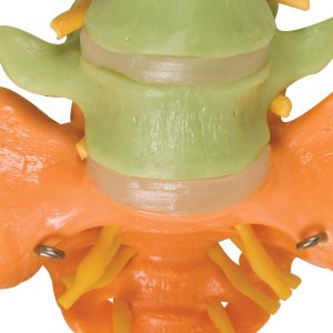 Didactische Wervelkolom met dijbeenkoppen