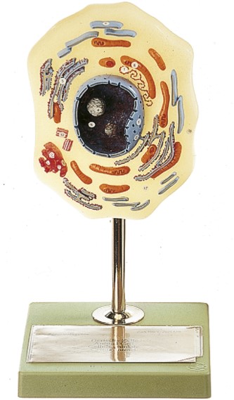 Dierlijke Cel Model