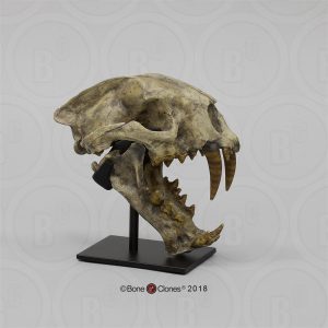 Dinictis Schedelmodel