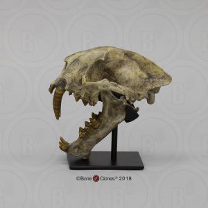 Dinictis Schedelmodel