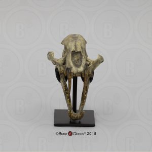 Dinictis Schedelmodel
