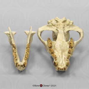 Dinocrocuta Schedelmodel