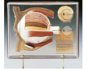 Display Model Oog, 6 x vergroot