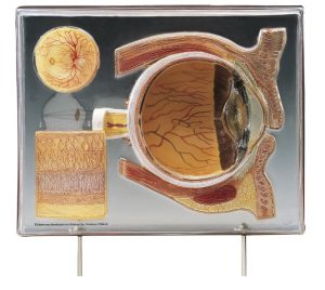 Display Model Oog, 6 x vergroot