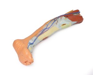 Oppervlakkige Dissectie Been, 3D Print