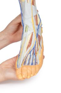 Oppervlakkige Dissectie Been, 3D Print