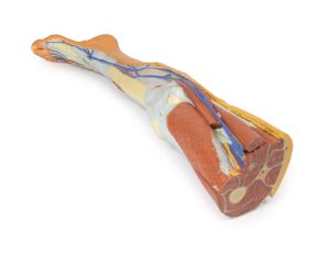 Oppervlakkige Dissectie Been, 3D Print