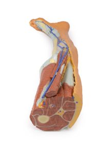 Oppervlakkige Dissectie Been, 3D Print