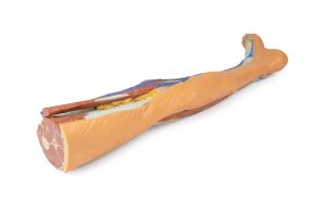 Oppervlakkige Dissectie Been, 3D Print