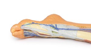 Oppervlakkige Dissectie Been, 3D Print