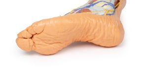 Oppervlakkige Dissectie Been, 3D Print
