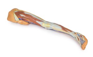 Oppervlakkige Dissectie Been met Mannelijk Bekken, 3D Print