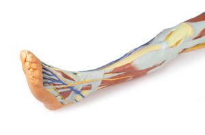Oppervlakkige Dissectie Been met Mannelijk Bekken, 3D Print