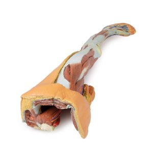 Oppervlakkige Dissectie Been met Mannelijk Bekken, 3D Print