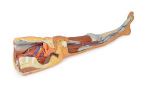 Oppervlakkige Dissectie Been met Mannelijk Bekken, 3D Print