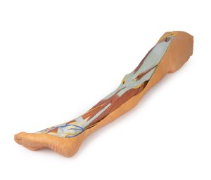 Oppervlakkige Dissectie Been met Mannelijk Bekken, 3D Print