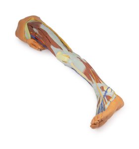 Oppervlakkige Dissectie Been met Mannelijk Bekken, 3D Print