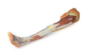 Oppervlakkige Dissectie Been met Mannelijk Bekken, 3D Print